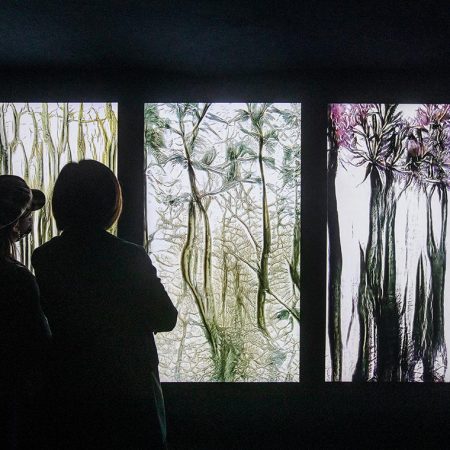 Installazione audiovisiva Artificial Botany, a cura di fuse*
